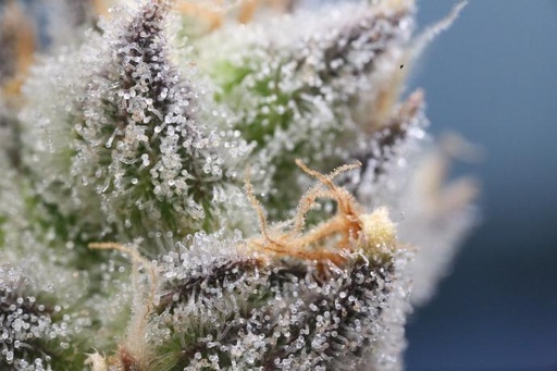 Double Durban